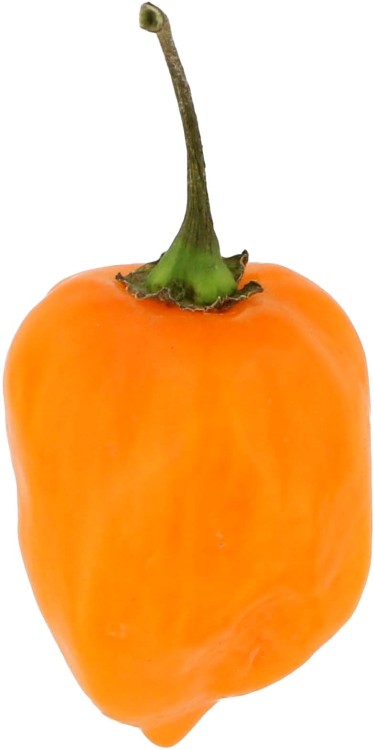 Ostry Sos Habanero Chili SUPER HOT Bez Konserwantów Mały 120g ROLESKI