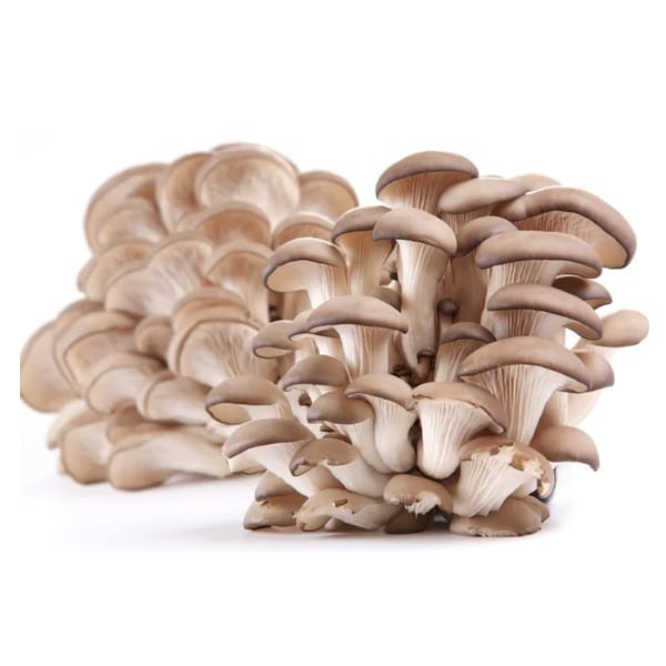 Pędy Bambusa Bamboo Slices z Grzybami Ostrygowymi w Słoiku 680g THAI DANCER