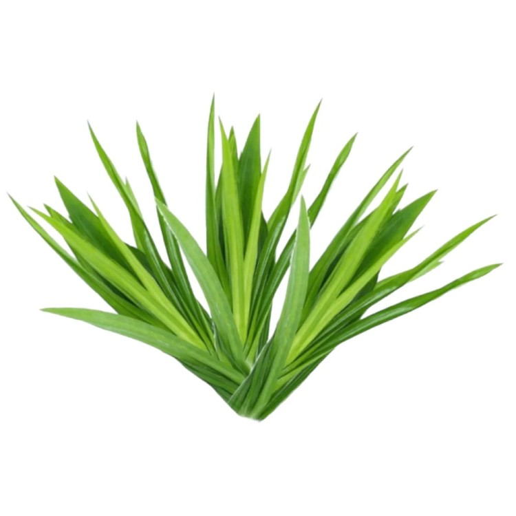 Holenderska Woda Kwiatowa Ekstrakt z Kewry Hydrolat KEWRA Skóra 190ml TRS