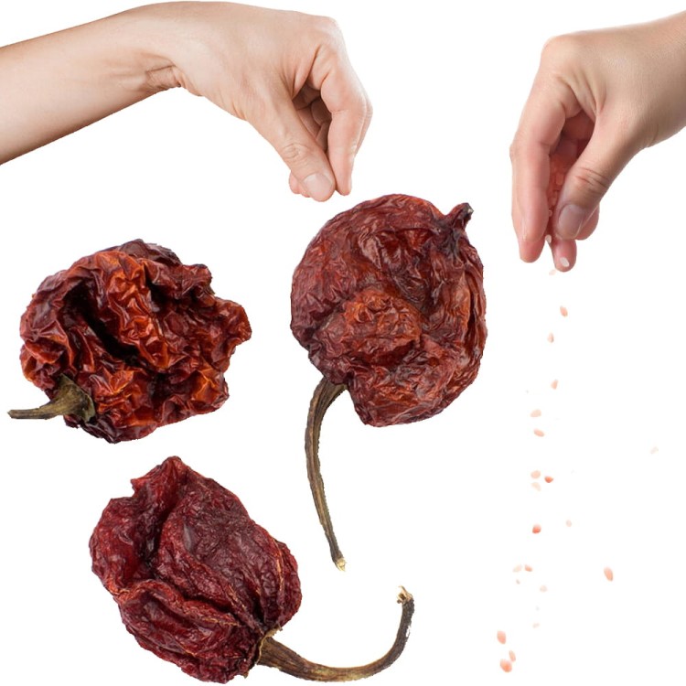 Papryczki Trinidad Scorpion T-Butch 1,4 mln SHU Bardzo Ostre 10g SKWORCU