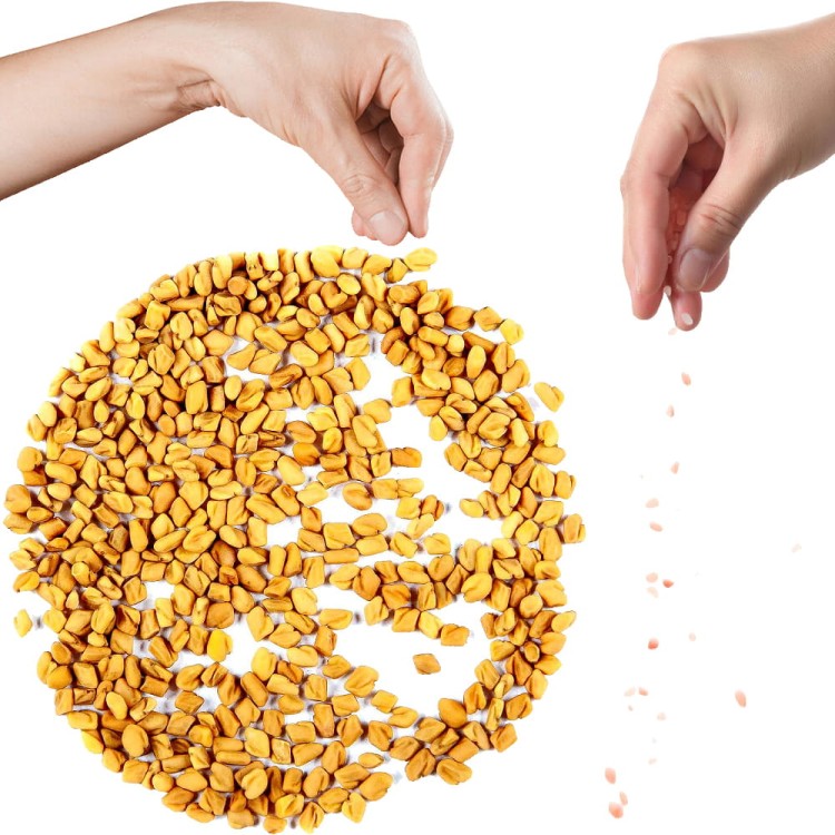 Kozieradka Ziarno Nasiona Kozieradki Methi Naturalna Zdrowa Przyprawa 50g SKWORCU