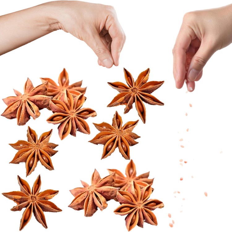 Anyż Gwiaździsty Gwiazdkowy Kruszone Gwiazdki Nasiona Anyżu Anise Stars 20g SKWORCU