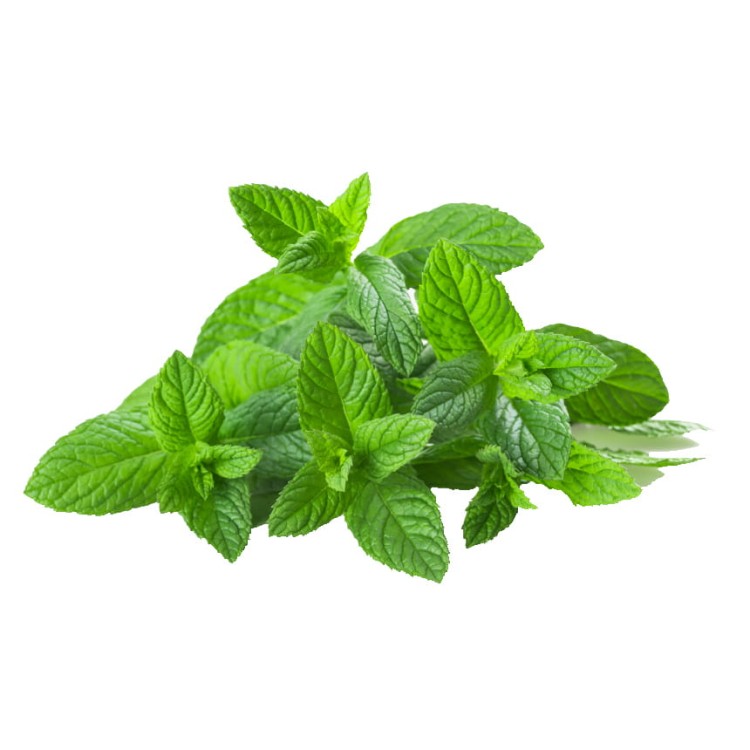 Syrop Koncentrat MIĘTA Mint BEZ CUKRU 600ml TEISSEIRE