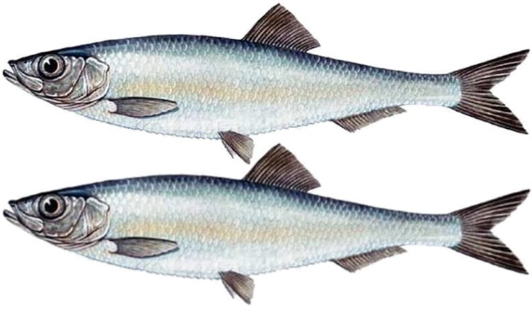 Polski Szprot w Sosie Pomidorowym Omega 3 Sprat in Tomato Sauce 170g KIER