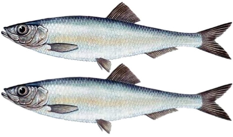 Szprot Karo w Oleju Rzepakowym w Puszce Omega 3 Karo Sprat Canned 170g KIER