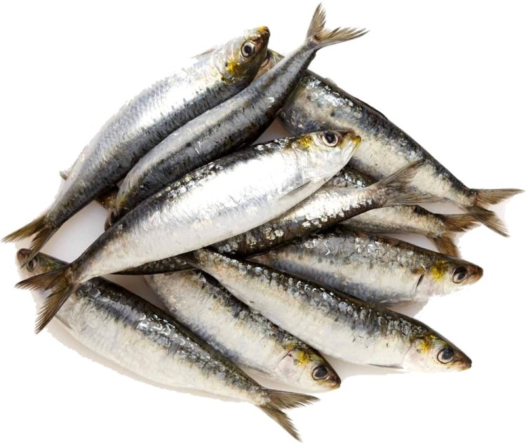 Hiszpańskie Sardynki w Oleju Słonecznikowym Sardina Pilchardus 120g KIER