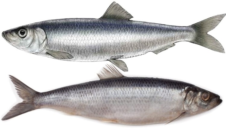 Śledź Po Gdańsku w Oleju Rzepakowym Aromatyzowanym w Puszce 170g KIER