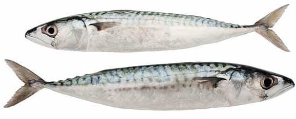 Filety z Makreli w Sosie Pomidorowym Mackerel Fillets In Tomato 170g KIER