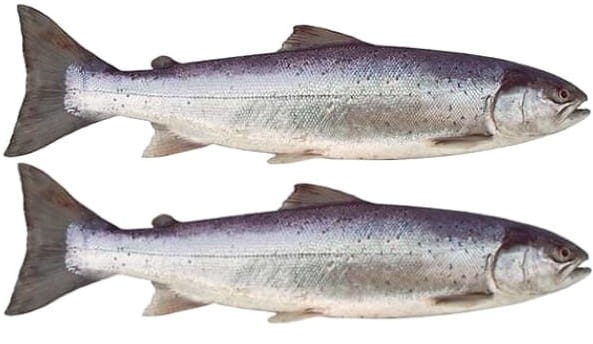 Filety z Łososia Po Królewsku w Puszce Omega 3 King Salmon Filets 170g KIER