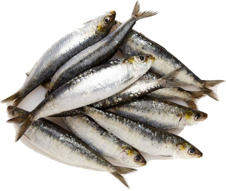 Hiszpańskie Sardynki w Pomidorach Puszka Sardina Pilchardus 120g KIER