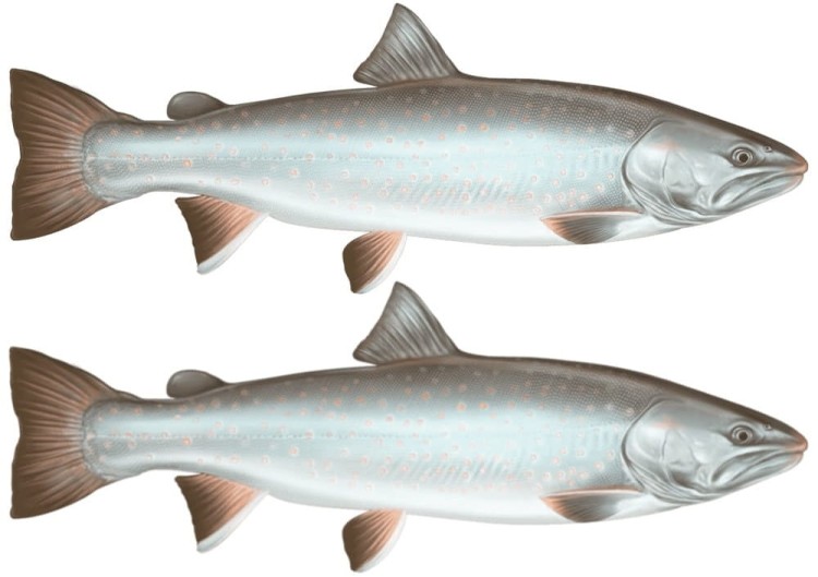 Byczki w Sosie Pomidorowym w Puszce Bulls Fish in Tomato Sauce 300g KIER