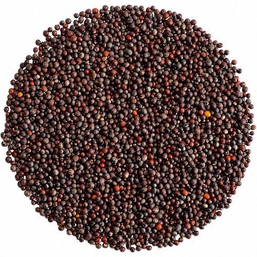 Indyjska Przyprawa Nasiona Brązowa Gorczyca Ziarno Do Curry i Marynat 100g TRS