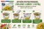 Błyskawiczny Smażony Ryż Instant Zielone Curry z Rybą Green Curry 80g MAMA